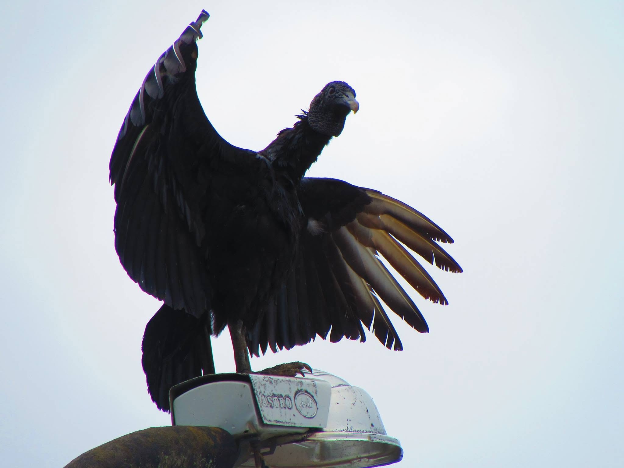 vulture